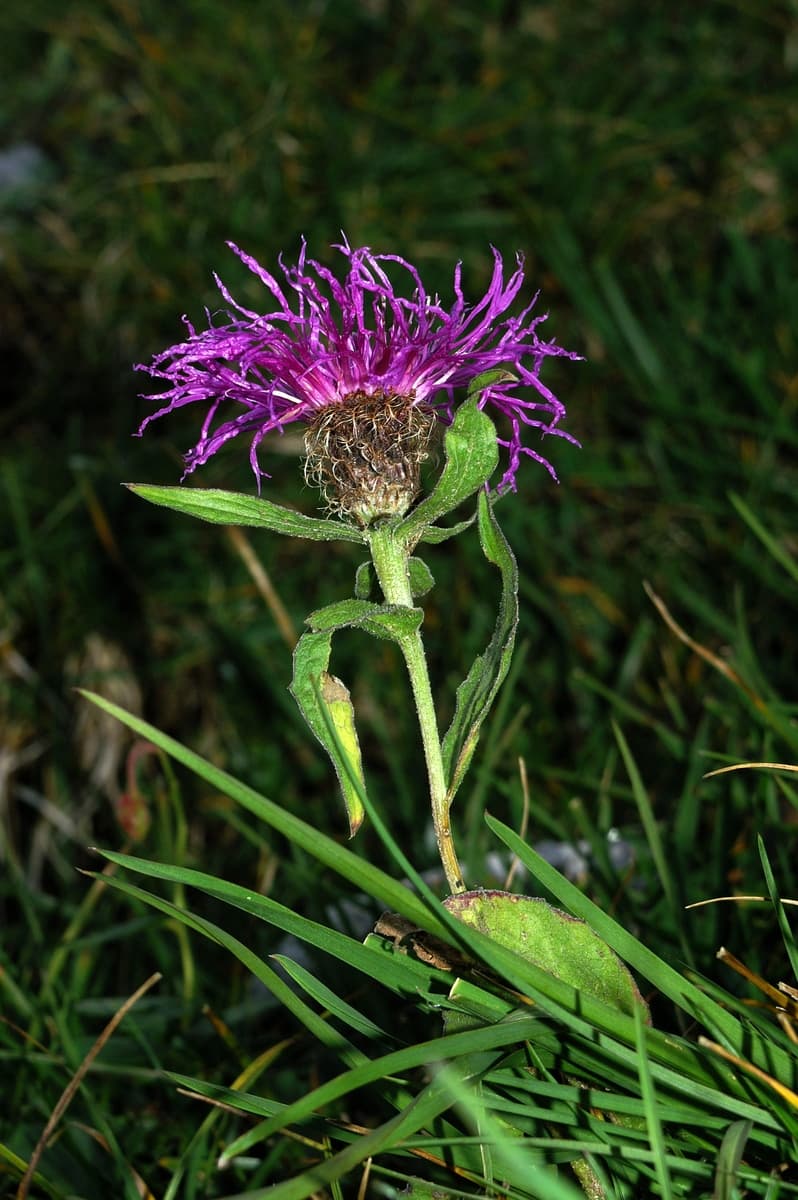 Viševnik