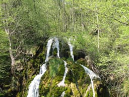 Nežica
